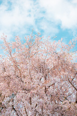 Spring time, branch of sakura flowers