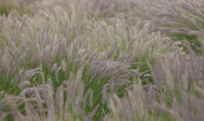 Ears of green plants in the wind in the field.Wild wheat spikelets in field