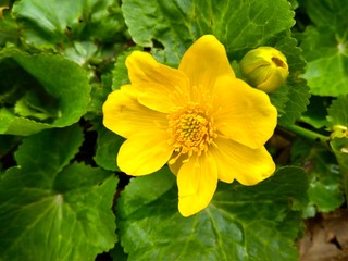 Fototapeta premium beautiful yellow spring wild flower in the forest close up