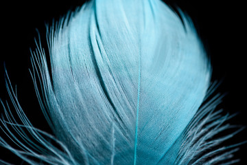 close up of soft light blue textured feather isolated on black