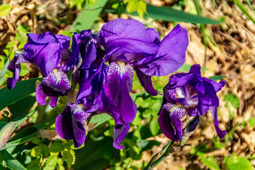 Iris in primavera