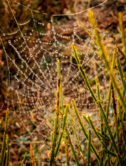 Spider web