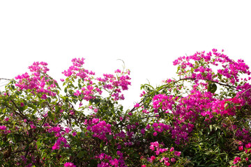 Obraz premium Bougainvilleas branch isolated on white background.Clipping path.