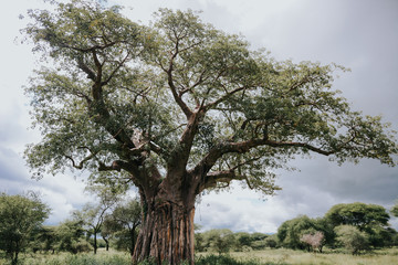 Landscape in Tanzania