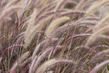 Ears of green plants in the wind in the field.Wild wheat spikelets in field