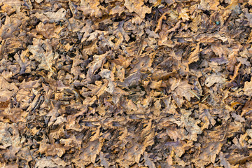 Dry Autumn oak leaves, last year's grass and small twigs lie on the ground. Seamless Texture