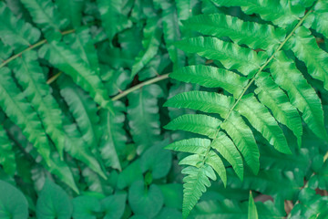 Many green leaves stacked in the outdoor garden.soft focus.
