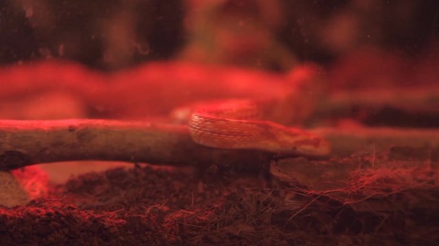 corn snake crawls in the cage with infrared light