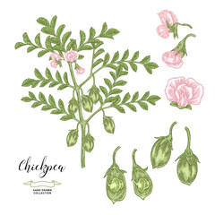 Chickpea plant isolated on white background. Chickpea flowers, pods and seeds collection. Hand drawn legumes. Vector illustration.