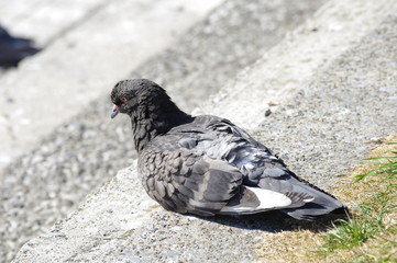 黒っぽい色の鳥