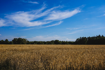 Obraz premium Rural landscape with wheat fields and background.