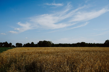 Obraz premium Rural landscape with wheat fields and background.