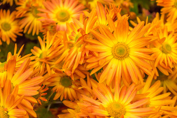 Orange Chrysanthemum Flowers Cluster Closeup Background