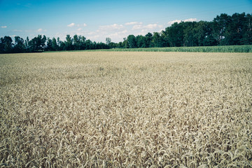 Rural landscape with wheat fields and background.