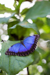 Blue Butterfly on Green Leaves