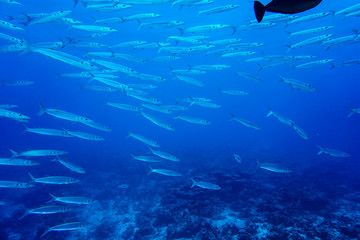 Diving the Maldives