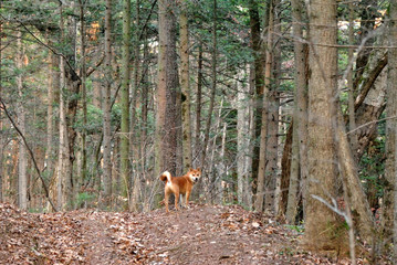 deer in the forest