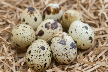 Quail spotted eggs lie on paper strips in the form of hay