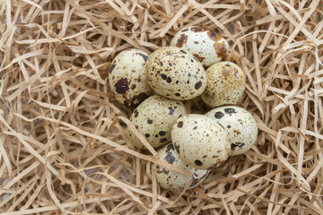 Naklejka na ściany i meble Quail spotted eggs lie on paper strips in the form of hay