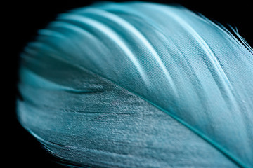 close up of soft blue textured feather isolated on black