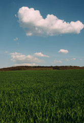 sunny green field with hills