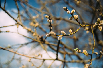 green willow branch on the tree blue sky