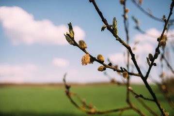 green willow branch on the tree on the field