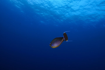 Diving the Maldives