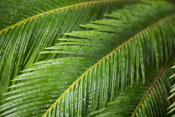 Green needle-like palm leaves