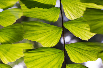 Fishtail palm, caryota mitis close-up 