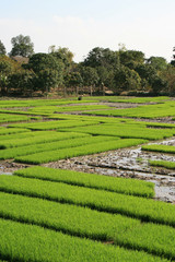 Rice fields in North Vietnam