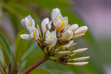 Fleurs