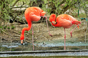 flamingo in zoo