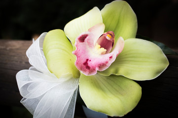 Green orchid with white ribbon