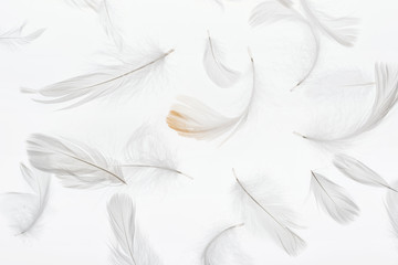 seamless background with grey lightweight feathers isolated on white
