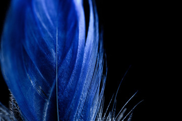 close up of electric blue soft textured feather isolated on black