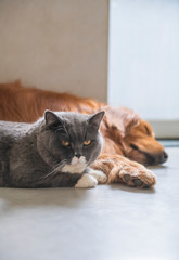 British short-haired cats and golden retriever dogs get along amicably