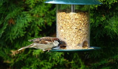 Sperling,Spatz,Garten,Lebensraum