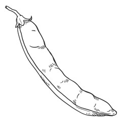 Vector Sketch Peas Pod