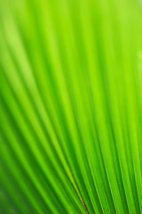Green leaf with vertical lines
