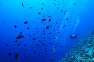 Fototapeta na wymiar Diving the Maldives