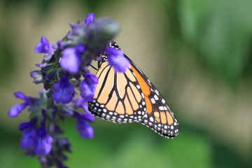 Fototapeta na wymiar Butterfly and flowers