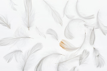 Fototapeta na wymiar seamless background with grey feathers isolated on white