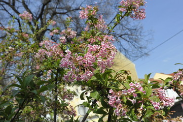 blumenblüte
