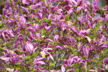 blumenblüte