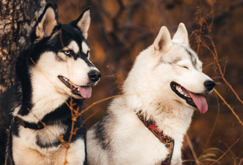 portrait of siberian husky
