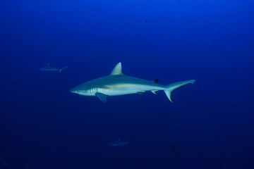 Diving the Maldives