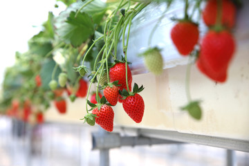 いちご狩り 農家/ビニールハウス