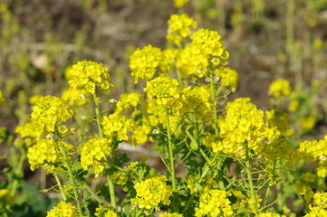 Obraz premium 黄色い花