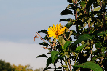 blumenblüte